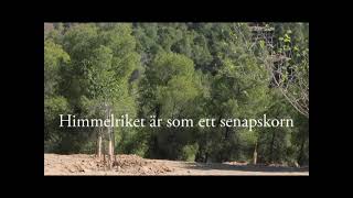 Himmelriket är som ett senapskorn